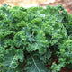 Organic Kale - Green (Curly) -  Fresh - Australian