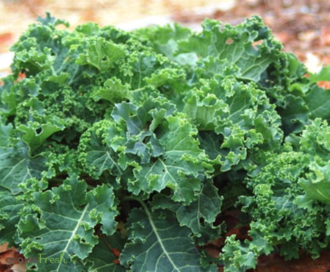 Organic Kale - Green (Curly) -  Fresh - Australian