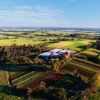 Organic Silverbeet - Australian