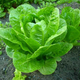 Organic Lettuce - Cos (Romaine) - Whole Piece - Australian