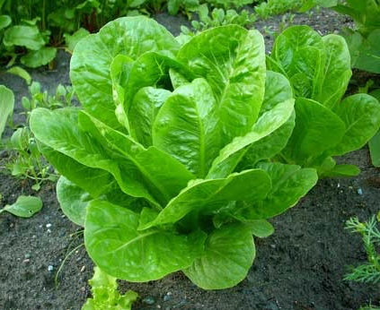 Organic Lettuce - Cos (Romaine) - Whole Piece - Australian