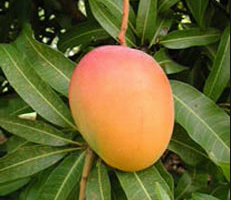 Organic Mango - Australian