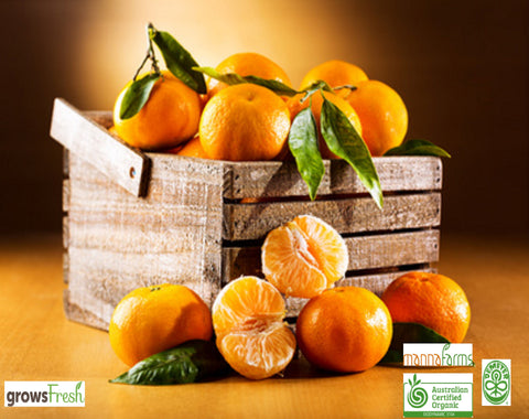 Organic Oranges - Juicing - Australian