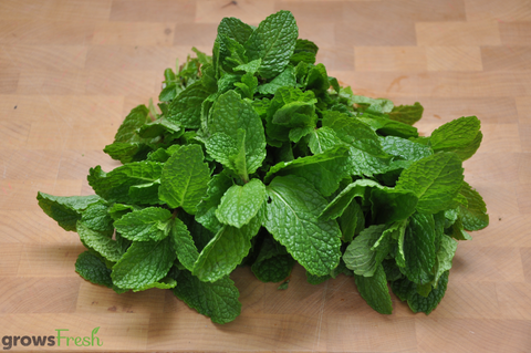 Organic Herbs - Mint - Fresh - Australian