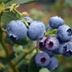 有機藍莓 - 澳大利亞