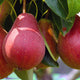 Organic Pears - Australian