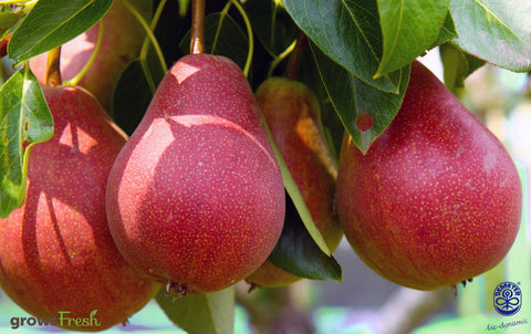 Organic Pears - Australian