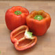 Organic Capsicums/ Bell Peppers  - Multi Colors - Australian