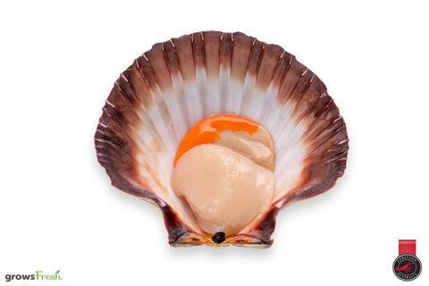 Ferguson Australia - Tasmanian Scallop - Wild - Snap Frozen - Australian